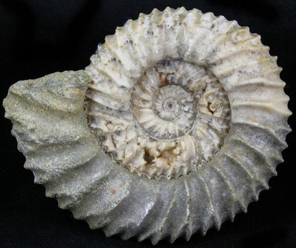 Pavlovia Ammonite Fossil - Siberia #29780